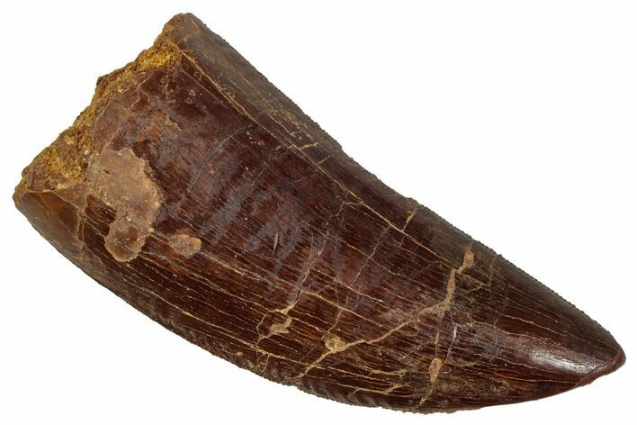 Serrated, Carcharodontosaurus Tooth - Real Dinosaur Tooth #242611